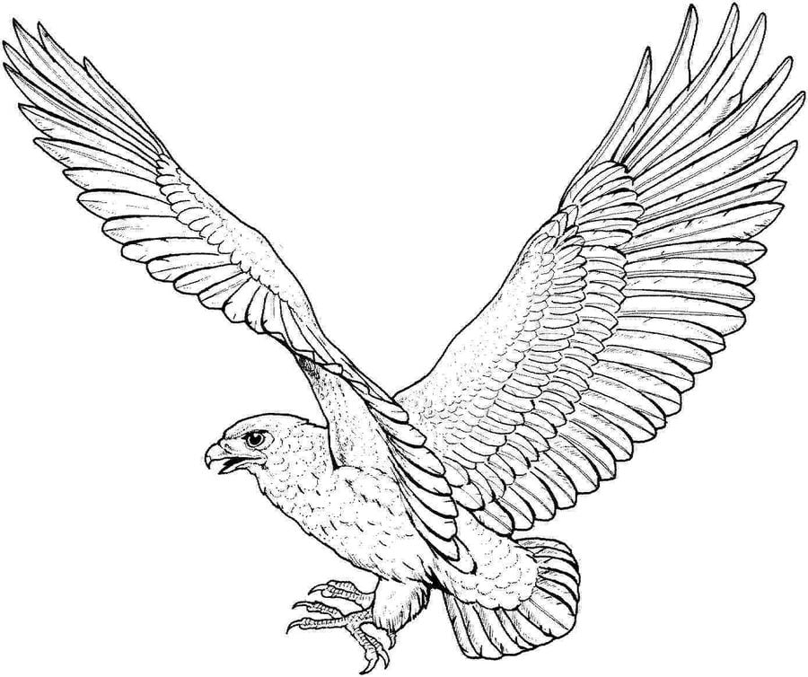 Disegni da colorare: Falco pescatore