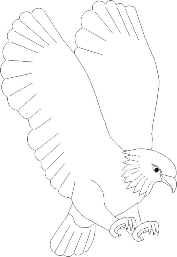 Disegni da colorare: Falco pescatore