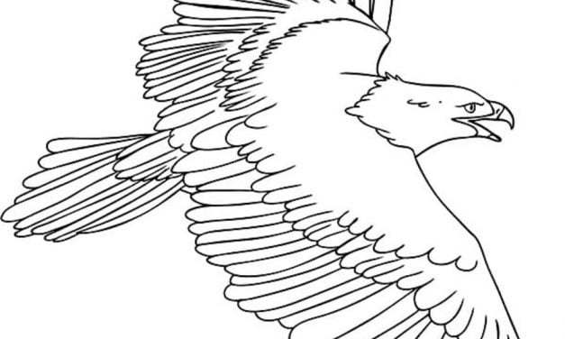 Dibujos para colorear: Águila pescadora