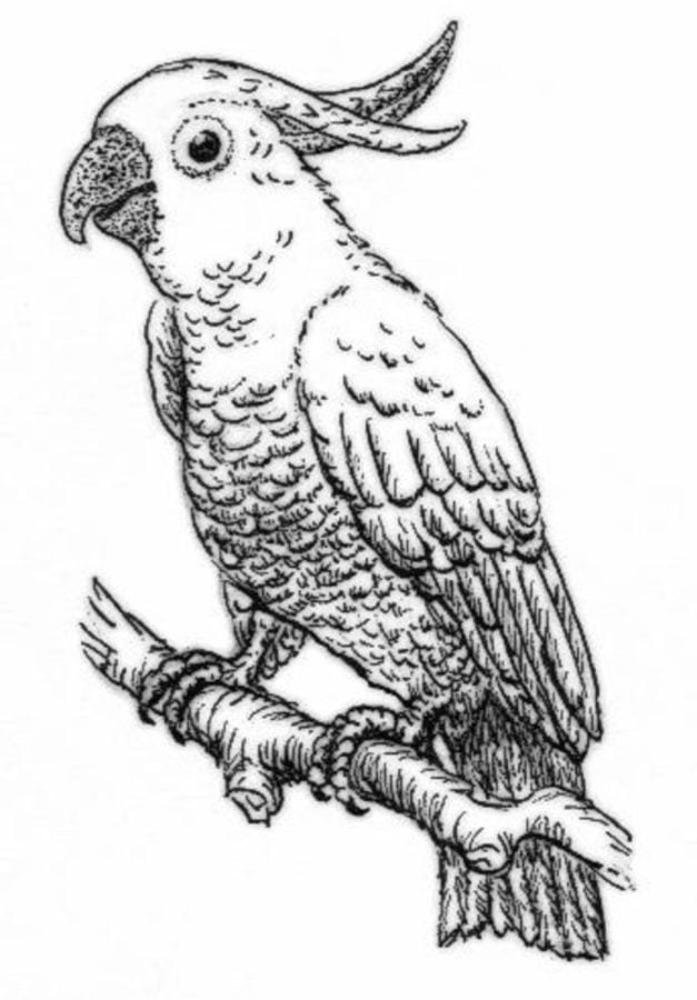 Coloring pages: Parakeet