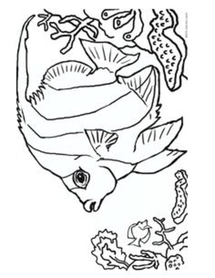 Dibujos para colorear: Pez coral