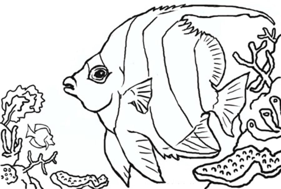 Dibujos para colorear: Pez coral