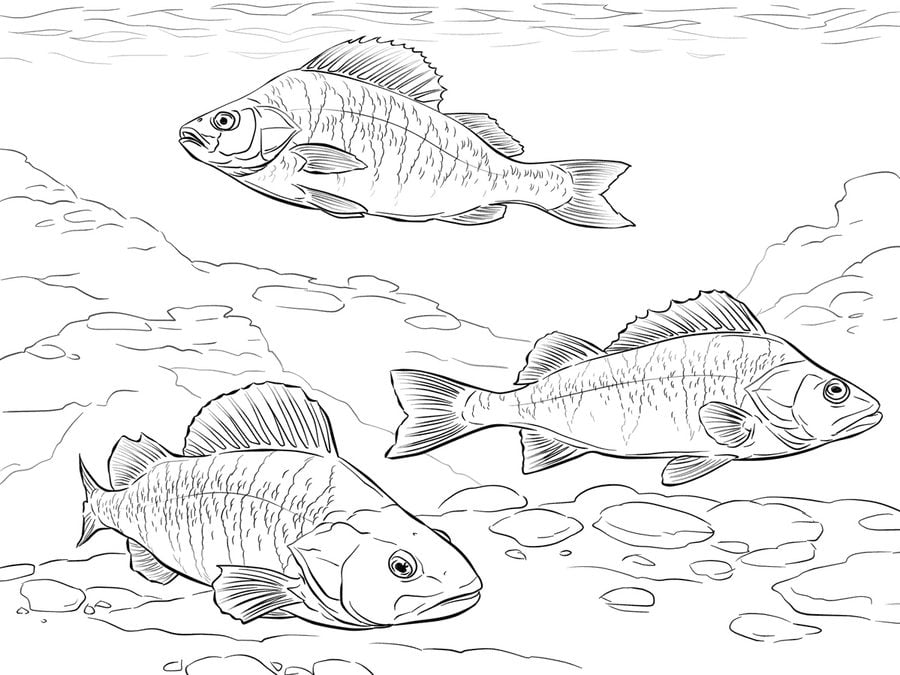 Coloring pages: Perch 1