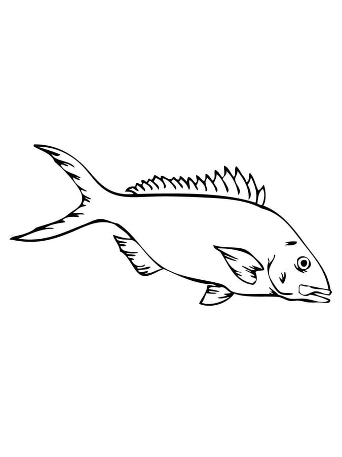Coloring pages: Perch 10