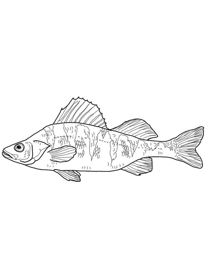 Coloring pages: Perch