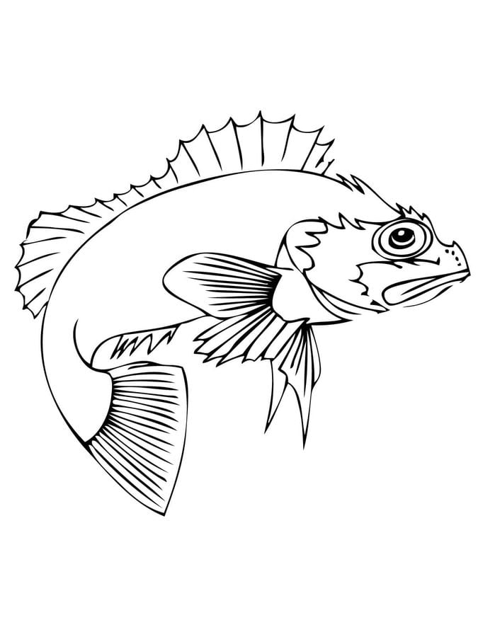 Coloring pages: Perch