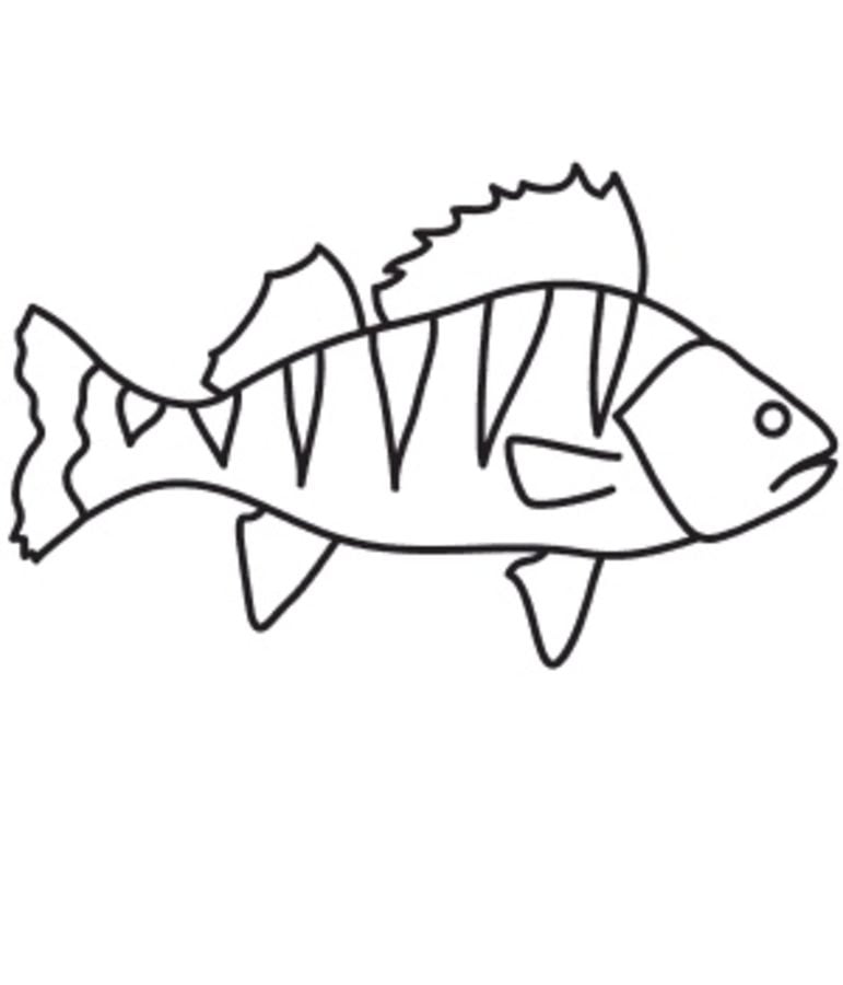 Coloring pages: Perch 5