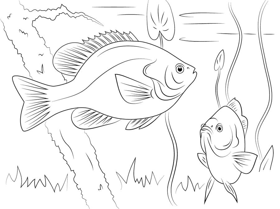 Coloring pages: Perch 6