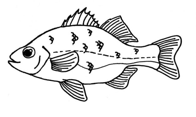 Coloring pages: Perch