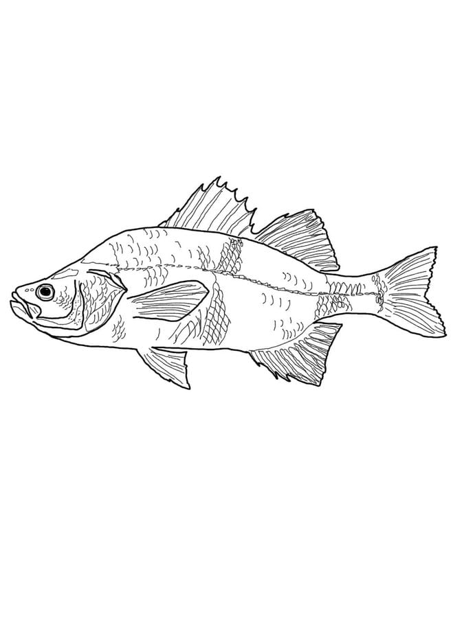 Coloring pages: Perch 8