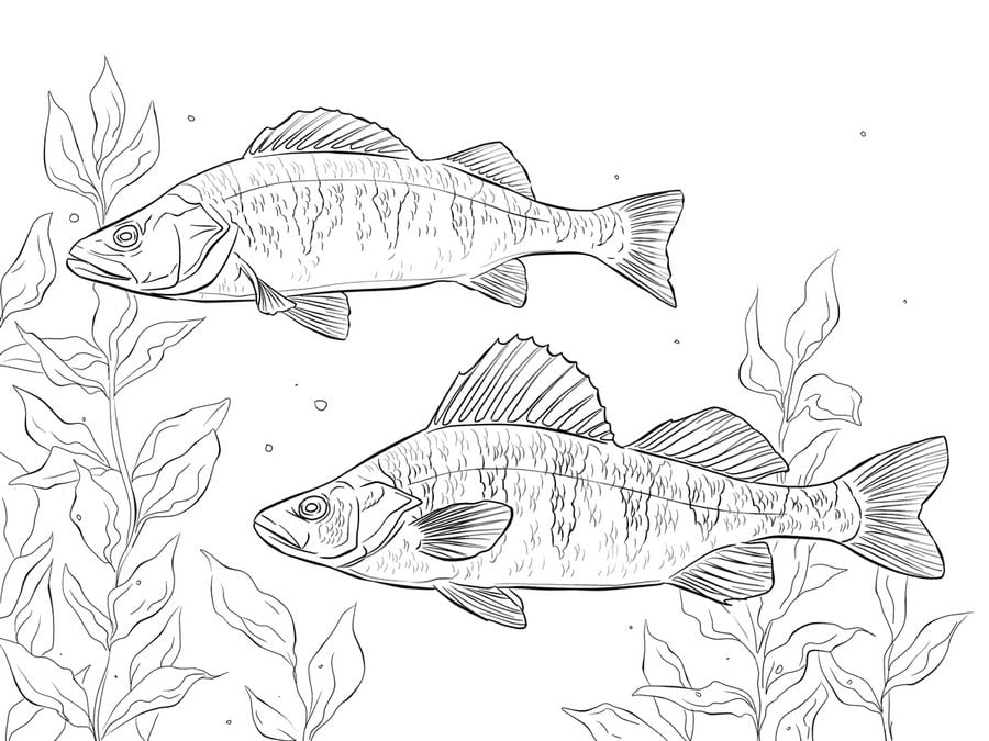 Coloring pages: Perch 9