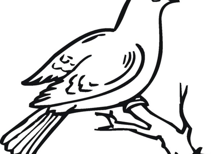 Coloring pages: Pigeons