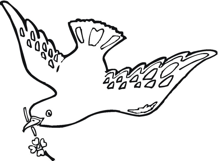 Coloring pages: Pigeons