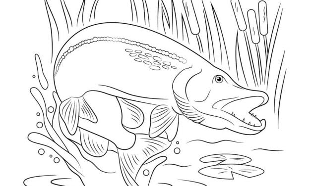 Coloring pages: Pike