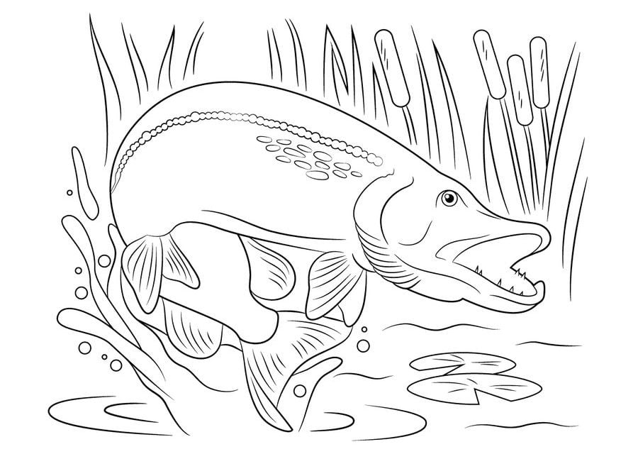 Coloring pages: Pike