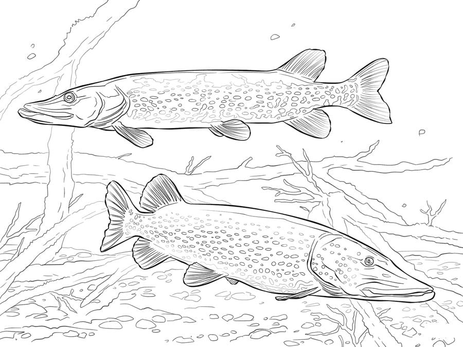 Coloring pages: Pike
