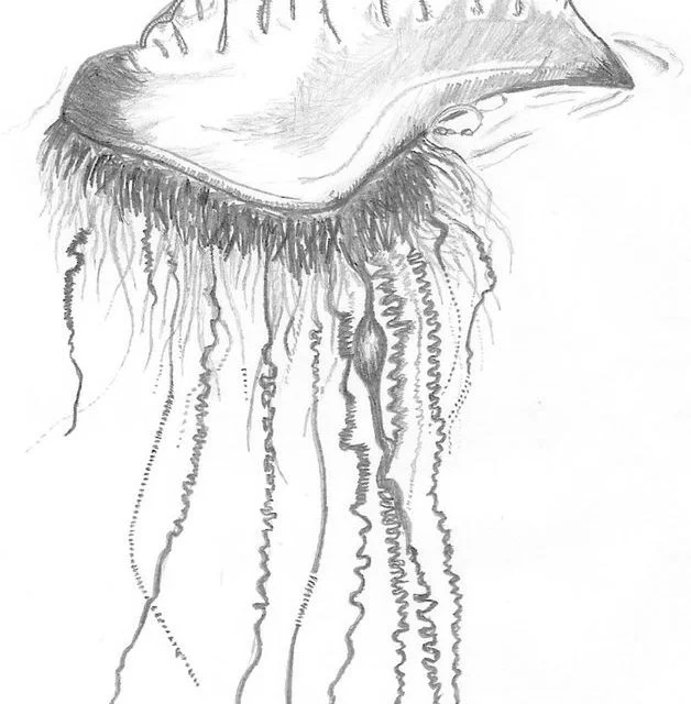 Ausmalbilder: Portugiesische Galeere