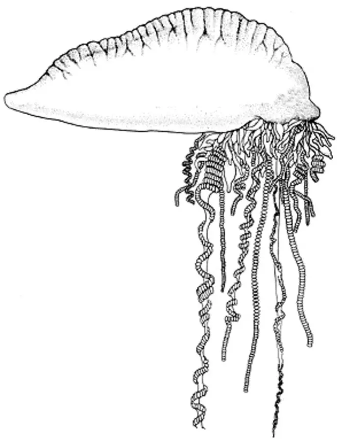 Ausmalbilder: Portugiesische Galeere 7