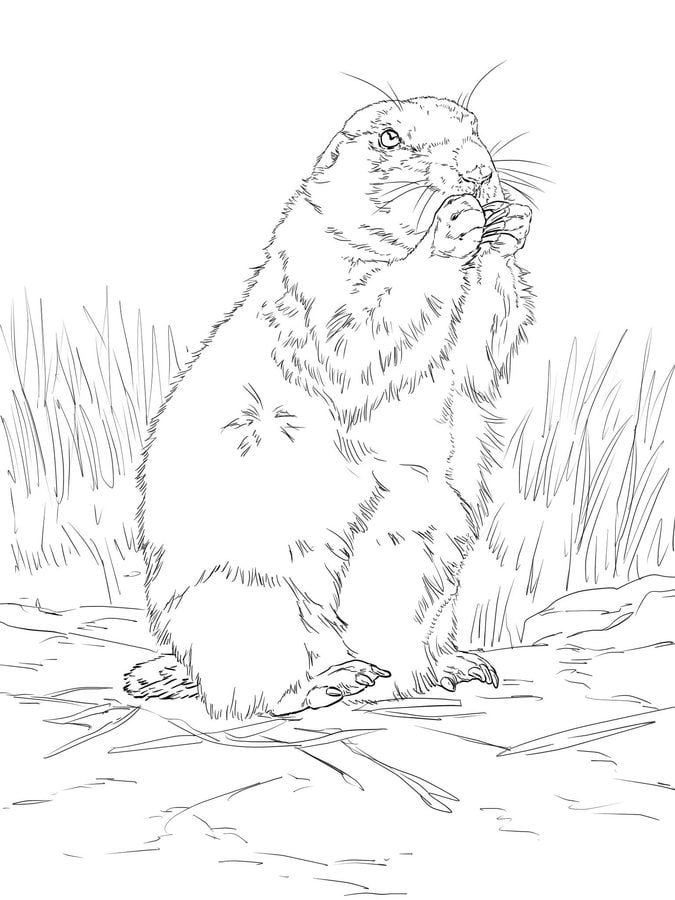 Coloring pages: Prairie dog