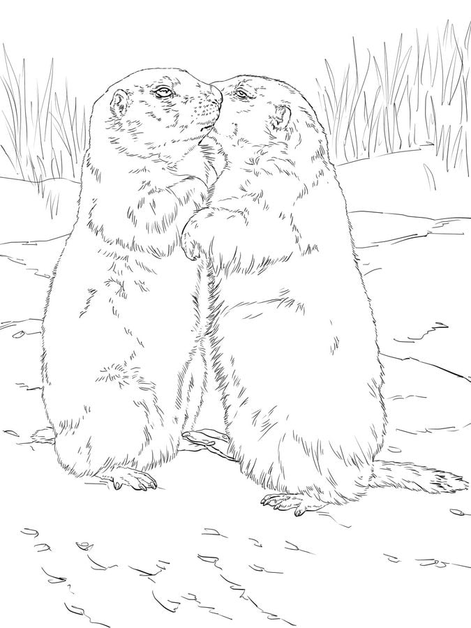 Coloring pages: Prairie dog