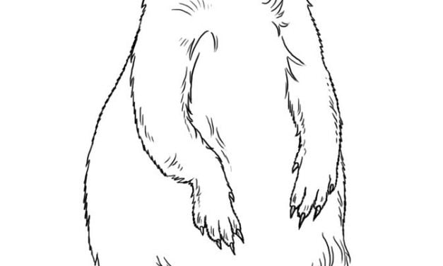 Coloring pages: Prairie dog