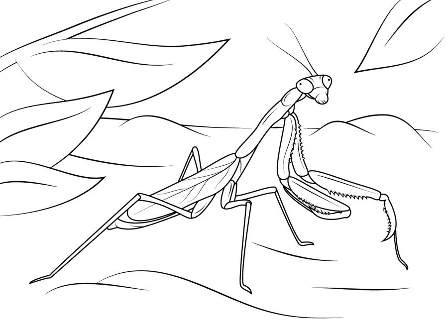 coloring pages of praying mantis