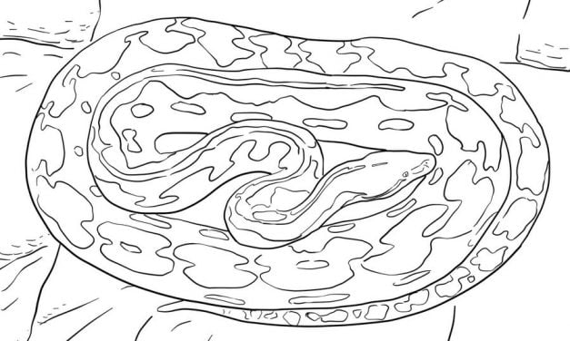 Coloriages: Pythons