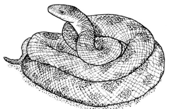 Kolorowanki: Wąż smugowy