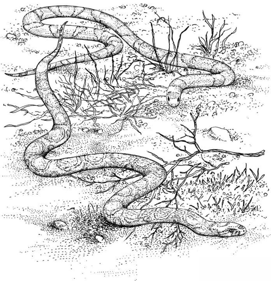 Disegni da colorare: Coelognathus