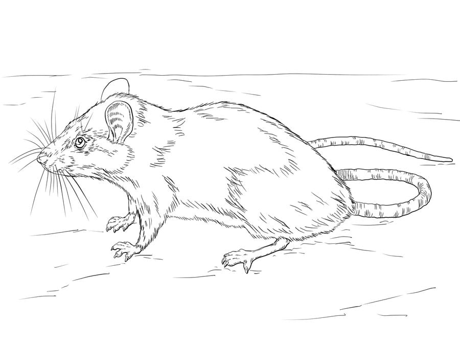Ausmalbilder: Ratten