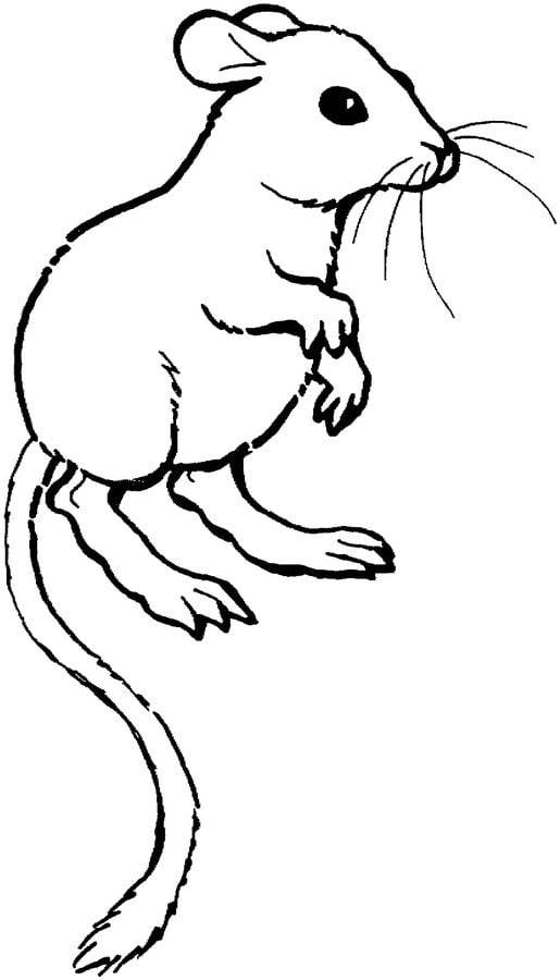 Ausmalbilder: Ratten zum ausdrucken, kostenlos, für Kinder und Erwachsene