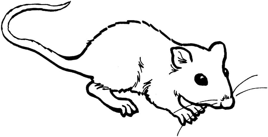 Disegni da colorare: Ratti