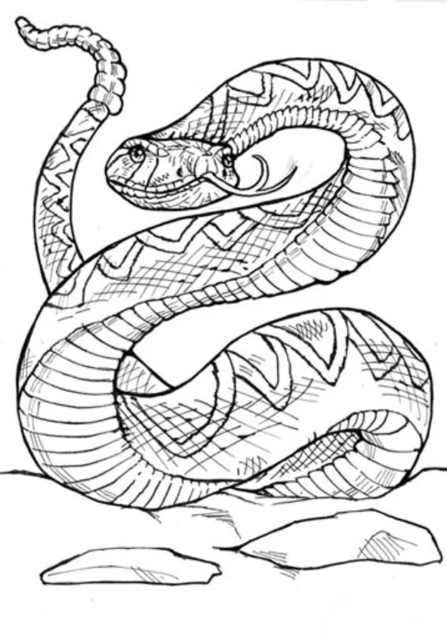 rattlesnake coloring pages