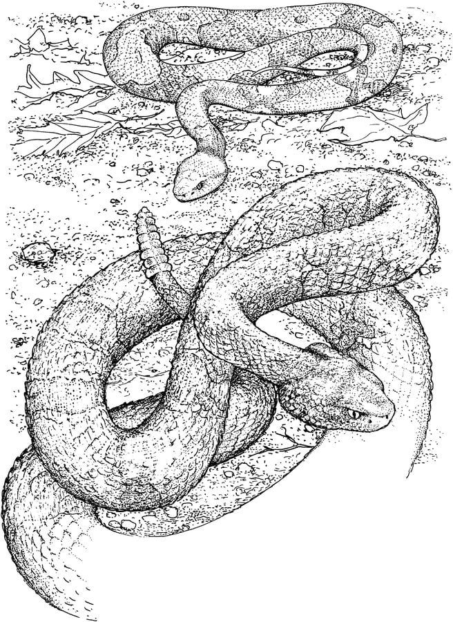 Coloriages: Serpents à sonnette