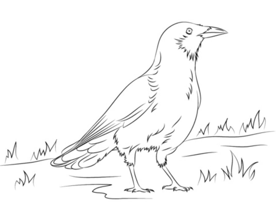 6600 Top Raven Bird Coloring Pages Images & Pictures In HD