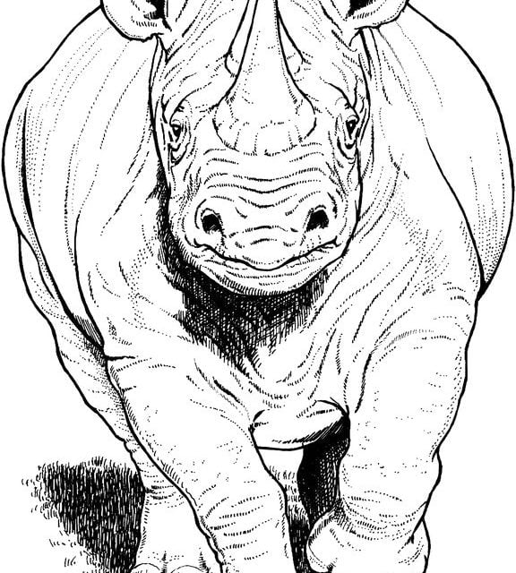Dibujos para colorear: Rinoceronte