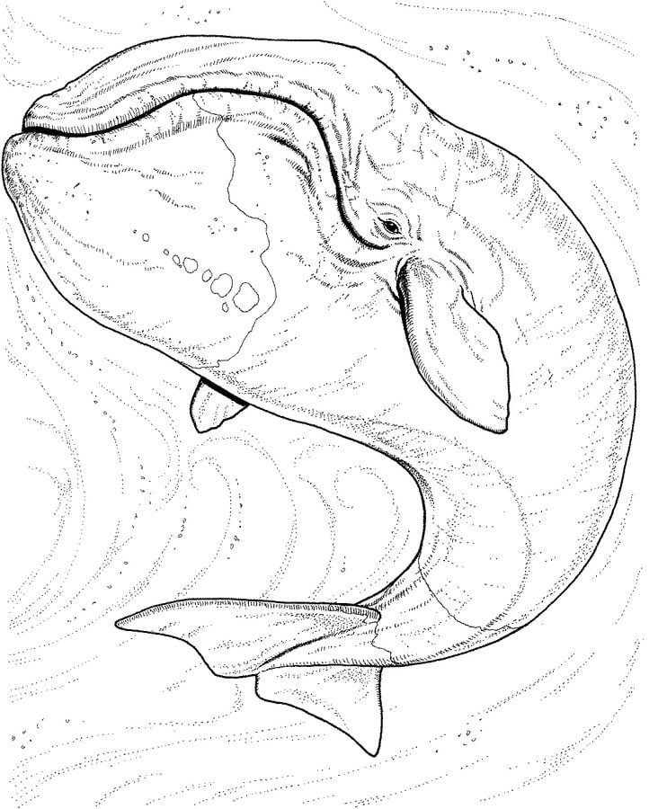 Coloring pages: Right Whale