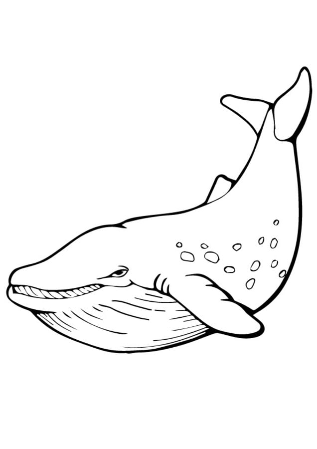 Kolorowanki: Wieloryb