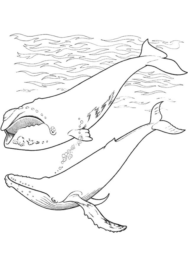 Kolorowanki: Wieloryb