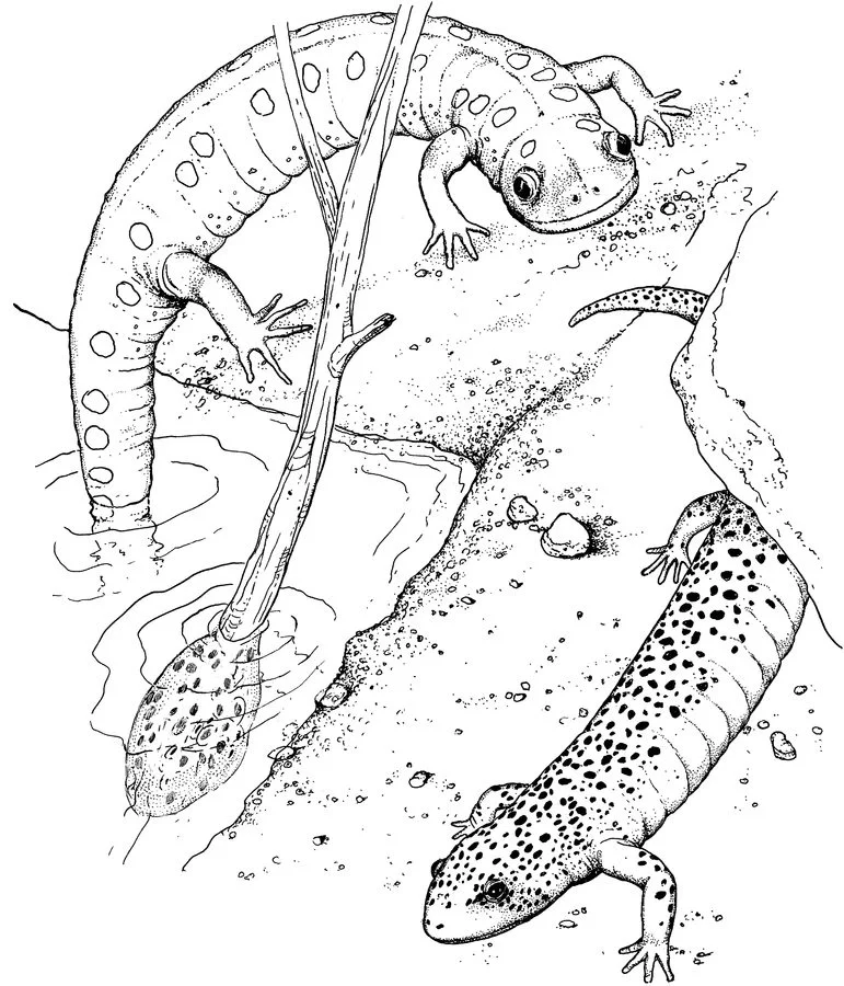 Coloriage magique : grosbec casse-noyaux - La Salamandre