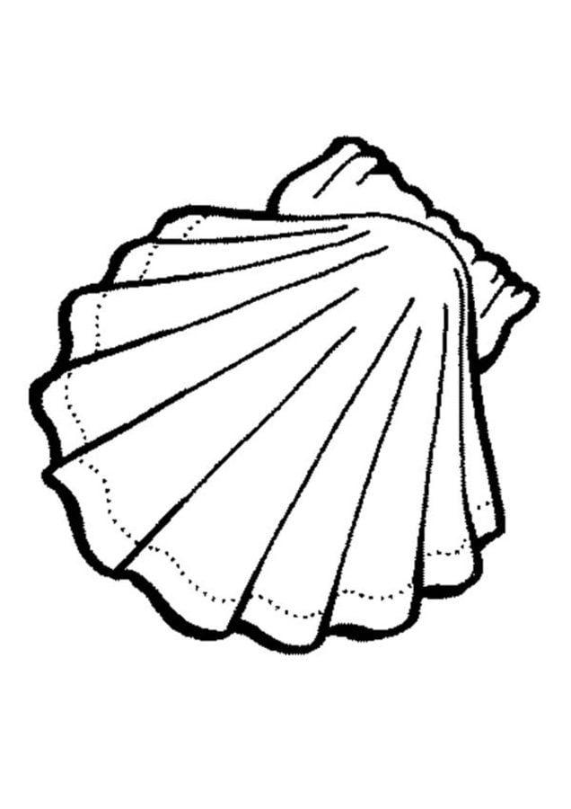 Coloring pages: Scallop 1