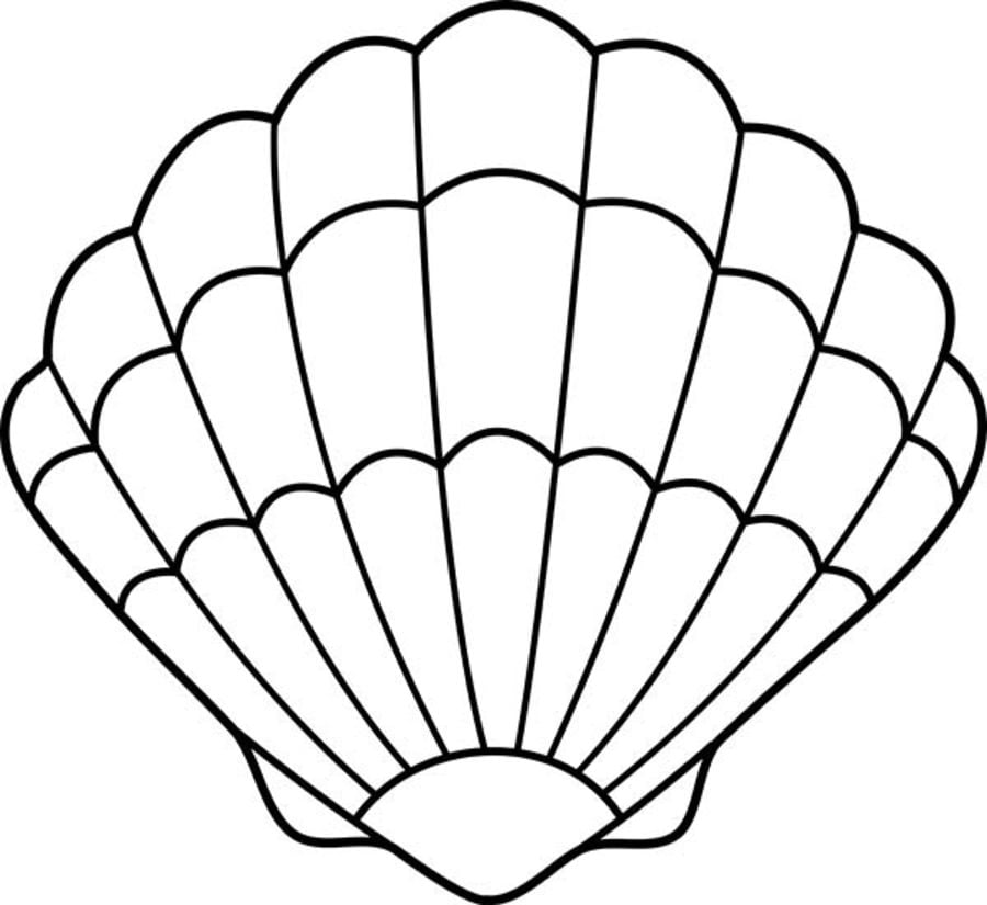 Coloring pages: Scallop