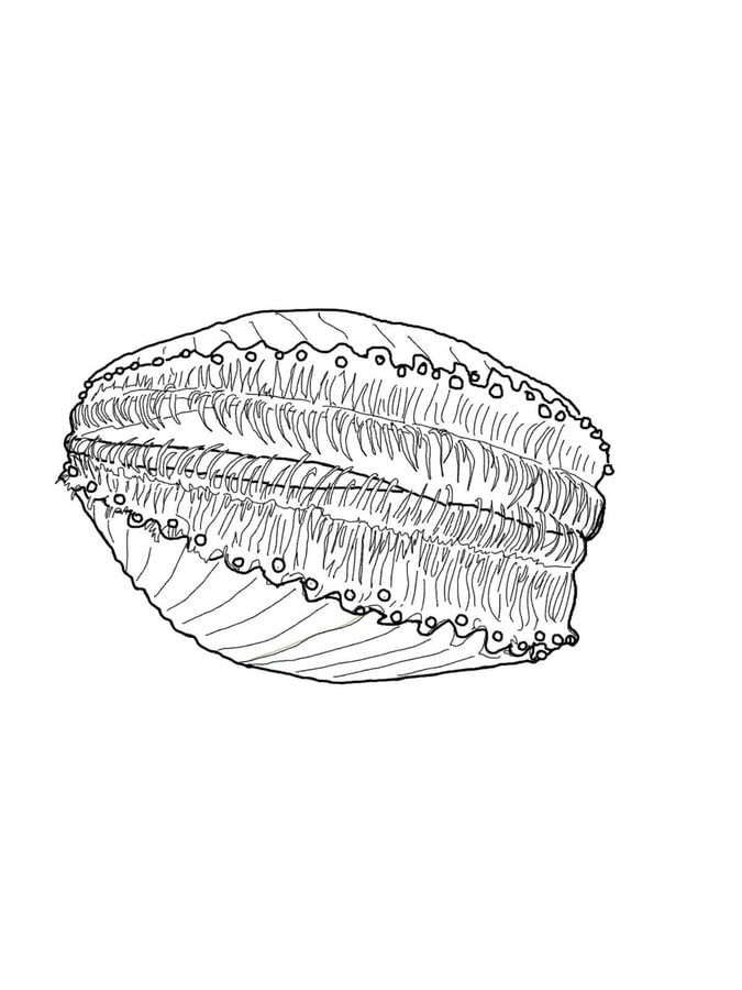 Coloring pages: Scallop 3