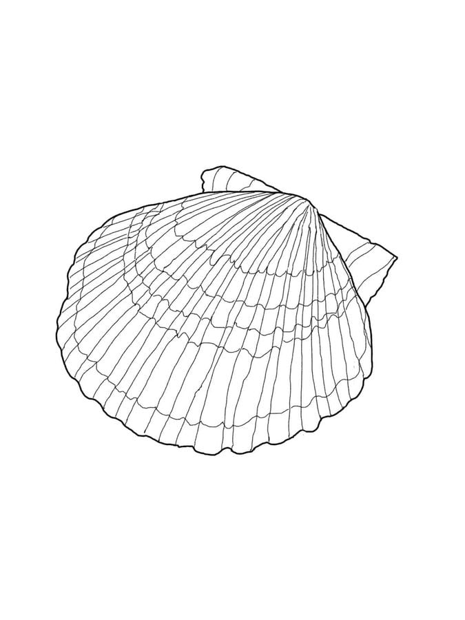 Coloring pages: Scallop 5