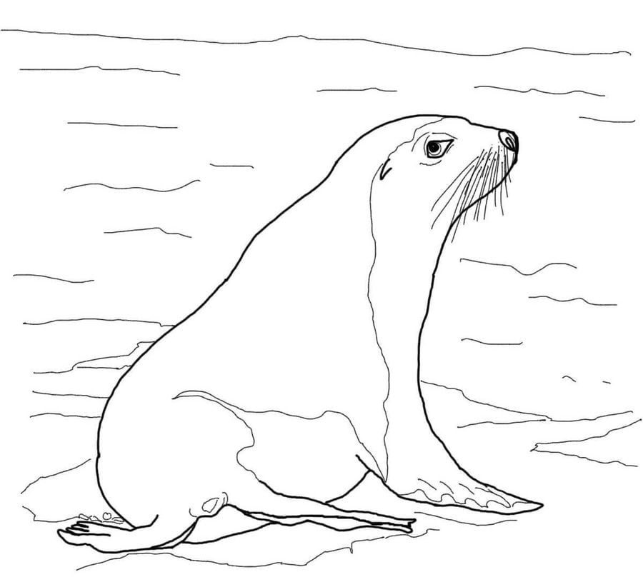 Coloring pages: Sea lions
