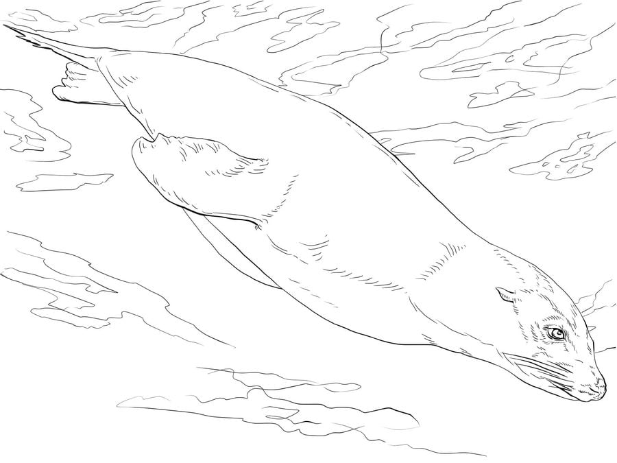 Dibujos para colorear: Otarinos, leones marinos