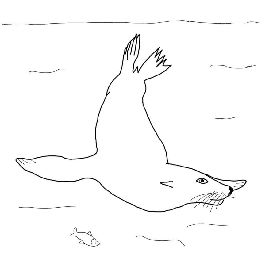 Coloring pages: Coloring pages: Sea lions, printable for kids & adults