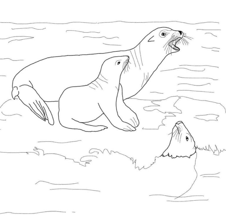 Coloring pages: Sea lions, printable for kids & adults, free