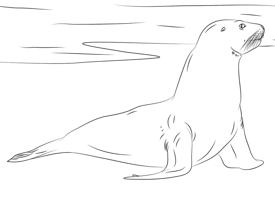 Dibujos para colorear: Otarinos, leones marinos