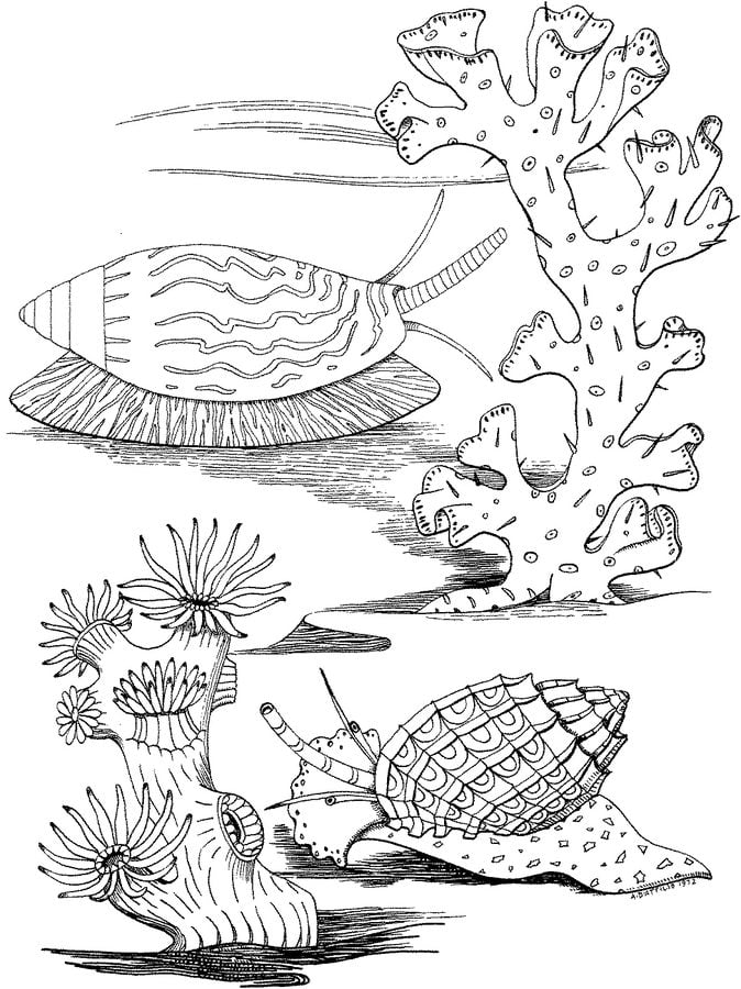 Coloring pages: Sea snail